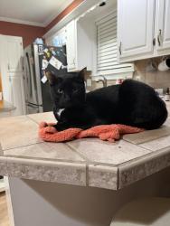 Lost Male Cat last seen Ashland Thurman and Tara blvd, Baton Rouge, LA 70806