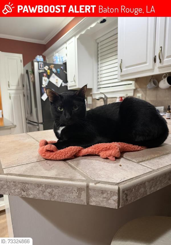 Lost Male Cat last seen Ashland Thurman and Tara blvd, Baton Rouge, LA 70806