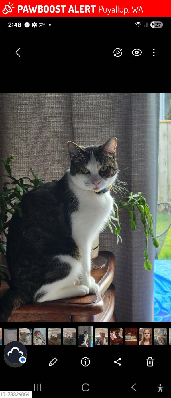 Lost Male Cat last seen Behind Value Village off River Road, Puyallup, WA 98371