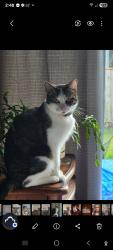 Lost Male Cat last seen Behind Value Village off River Road, Puyallup, WA 98371