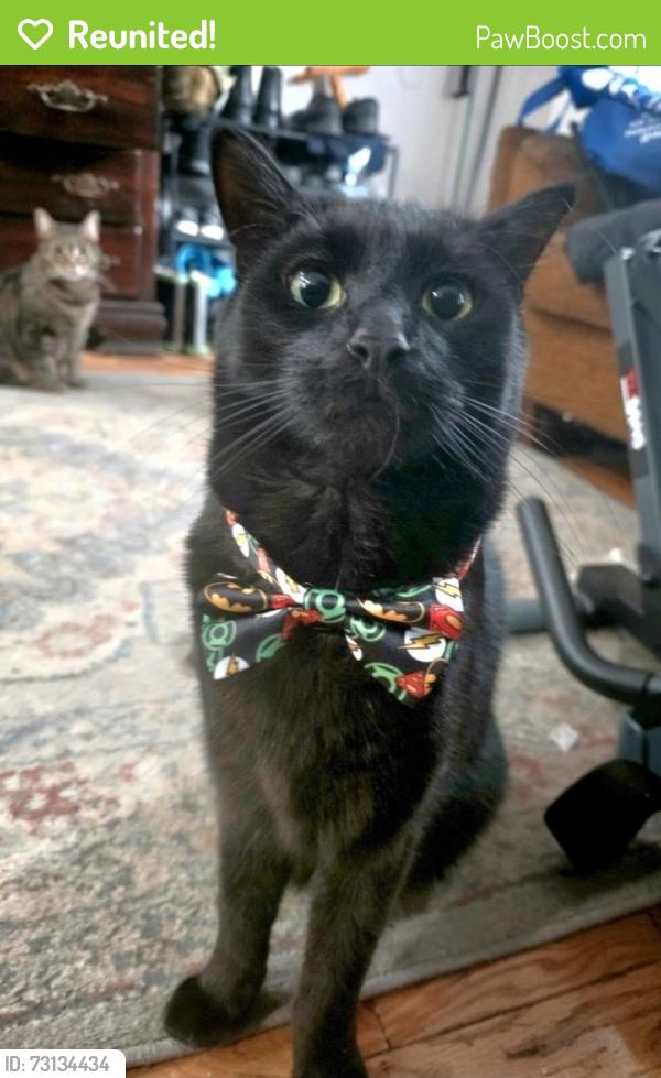 Reunited Male Cat last seen Greys ferry and 35th, Philadelphia, PA 19146