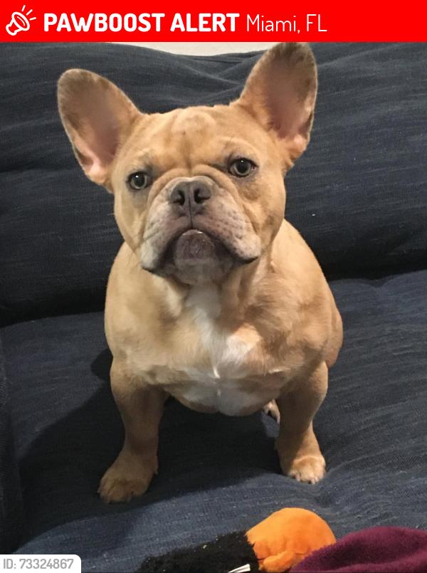 Lost Male Dog last seen Olsen middle school, Dania Beach, FL 33004