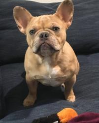 Lost Male Dog last seen Olsen middle school, Dania Beach, FL 33004