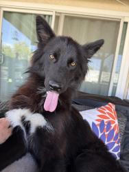 Found/Stray Male Dog last seen Foster Road and Marquardt, La Mirada, CA 90638