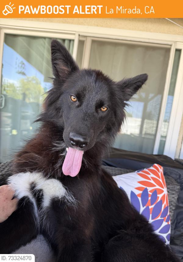 Found/Stray Male Dog last seen Foster Road and Marquardt, La Mirada, CA 90638