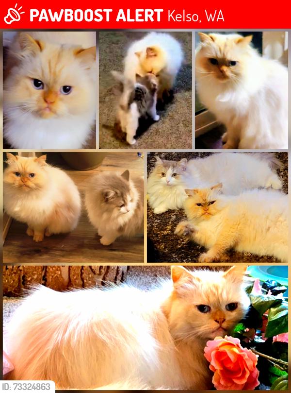 Lost Male Cat last seen Walker Rd and Bonneville Drive, 98626, Kelso, WA 98626