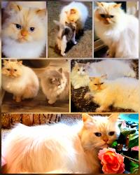 Lost Male Cat last seen Walker Rd and Bonneville Drive, 98626, Kelso, WA 98626