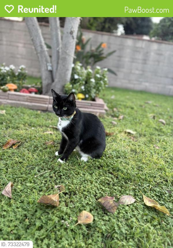 Reunited Female Cat last seen Cecilia st., Downey, CA 90241