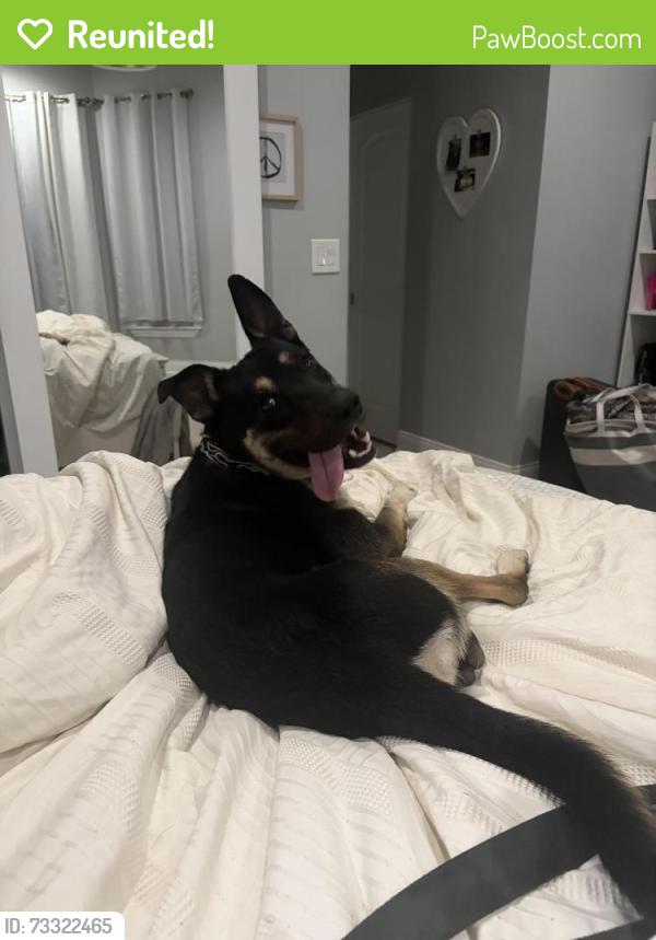 Reunited Male Dog last seen 66& Greenwood, Chicago, IL 60637