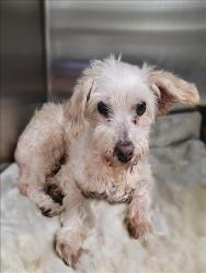 Shelter Stray Female Dog last seen , 14409 Vanowen St, Van Nuys, CA 91405, USA