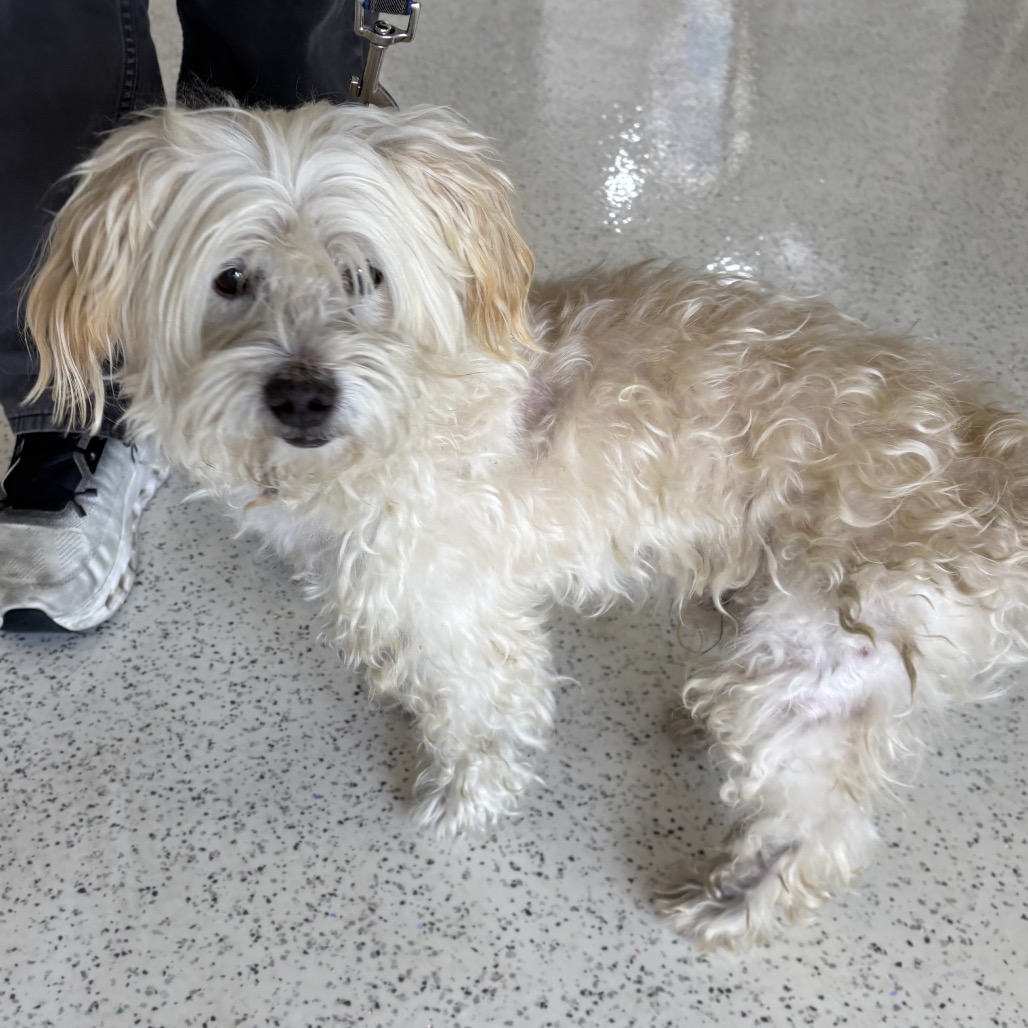 Shelter Stray Male Dog last seen , 14409 Vanowen St, Van Nuys, CA 91405, USA