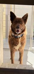 Shelter Stray Male Dog last seen WILLOW FALLS CIR / BOULDER WY, 9150 Union Park Way, Elk Grove, CA 95624, USA