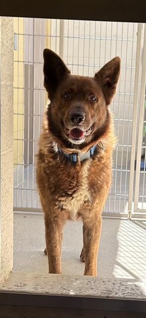 Shelter Stray Male Dog last seen WILLOW FALLS CIR / BOULDER WY, 9150 Union Park Way, Elk Grove, CA 95624, USA
