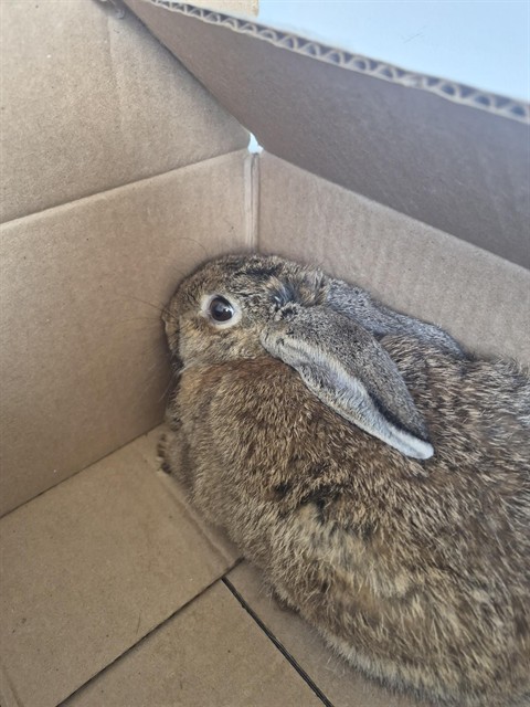 Shelter Stray Unknown Other last seen Near BLK CHESTER AV, BAKERSFIELD CA, 201 S Mt Vernon Ave, Bakersfield, CA 93307, USA