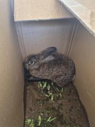 Shelter Stray Unknown Other last seen Near BLK CHESTER AV, BAKERSFIELD CA, 201 S Mt Vernon Ave, Bakersfield, CA 93307, USA