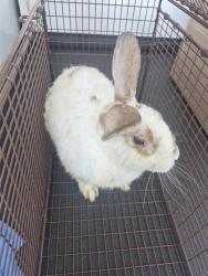 Shelter Stray Unknown Other last seen Near BLK CHESTER AV, BAKERSFIELD CA, 201 S Mt Vernon Ave, Bakersfield, CA 93307, USA