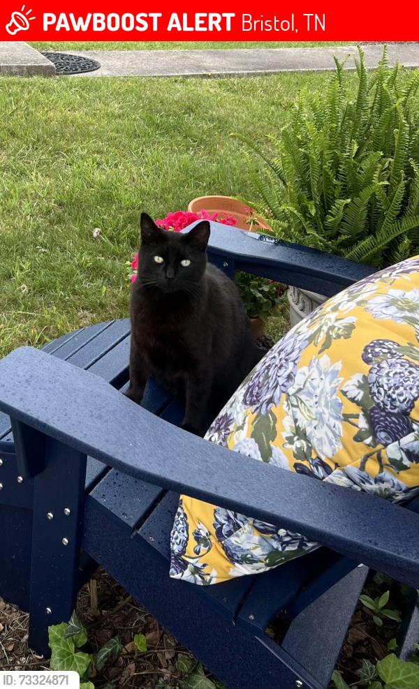 Lost Male Cat last seen Crestfield Rd, Bristol, TN 37620