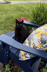 Lost Male Cat last seen Crestfield Rd, Bristol, TN 37620