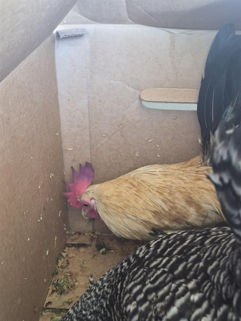 Shelter Stray Male Bird last seen Near BLK CHESTER AV, BAKERSFIELD CA, 201 S Mt Vernon Ave, Bakersfield, CA 93307, USA