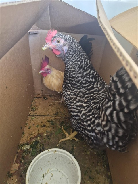Shelter Stray Female Bird last seen Near BLK CHESTER AV, BAKERSFIELD CA, 201 S Mt Vernon Ave, Bakersfield, CA 93307, USA