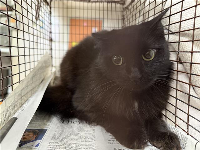 Shelter Stray Female Cat last seen , 957 N Gaffey St, San Pedro, CA 90731, USA