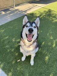 Shelter Stray Male Dog last seen , 29525 Agoura Rd, Agoura Hills, CA 91301, USA
