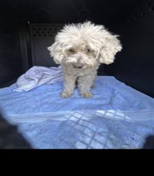 Shelter Stray Female Dog last seen Near BLK LOS SANTOS DR, LONG BEACH, CA 90808, 7700 E Spring St, Long Beach, CA 90815, USA