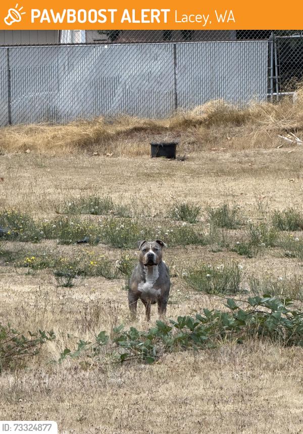 Found/Stray Unknown Dog last seen Pacific Avenue, Lacey, WA 98503