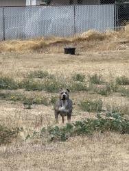 Found/Stray Unknown Dog last seen Pacific Avenue, Lacey, WA 98503