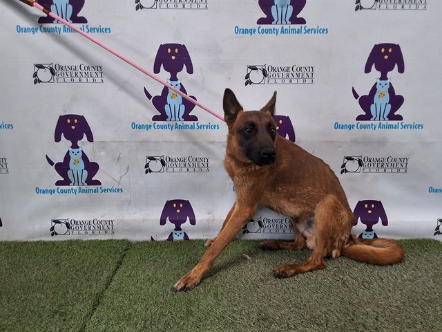 Shelter Stray Male Dog last seen , 2769 Conroy Rd, Orlando, FL 32839, USA