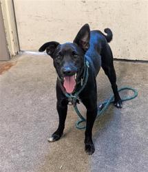 Shelter Stray Male Dog last seen BUTTERSWORTH AVE & WESTERN AVE, 2127 Front St, Sacramento, CA 95818, USA
