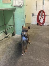 Shelter Stray Male Dog last seen STOCKTON BLVD & PRICKLY PEAR AVE, 2127 Front St, Sacramento, CA 95818, USA