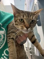 Shelter Stray Female Cat last seen MURIEL & IRMA, 12155 Park Blvd, Brighton, CO 80601, USA
