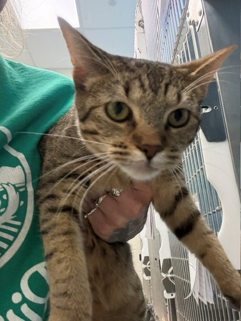 Shelter Stray Female Cat last seen MURIEL & IRMA, 12155 Park Blvd, Brighton, CO 80601, USA