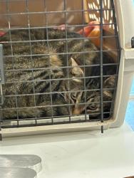 Shelter Stray Male Cat last seen Near BLOCK WASHINGTON ST, 12155 Park Blvd, Brighton, CO 80601, USA
