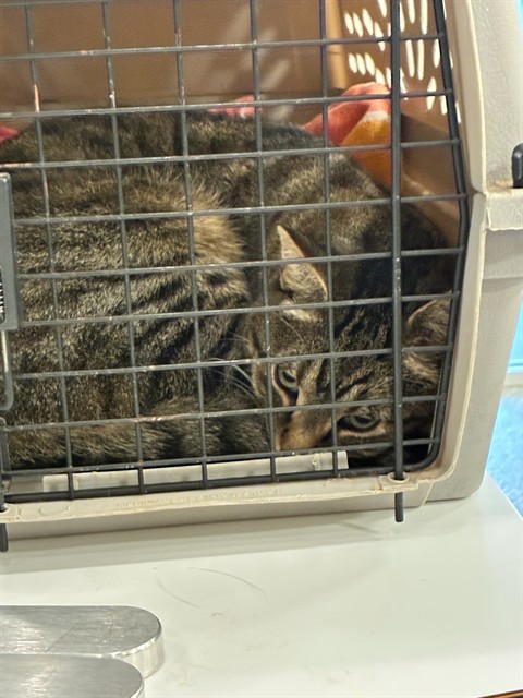Shelter Stray Male Cat last seen Near BLOCK WASHINGTON ST, 12155 Park Blvd, Brighton, CO 80601, USA