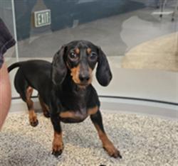 Shelter Stray Female Dog last seen , 3201 Lacy St, Los Angeles, CA 90031, USA