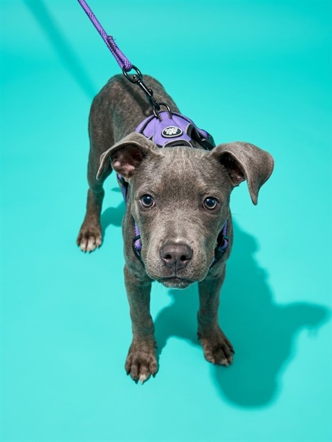 Shelter Stray Male Dog last seen BISCAYNE BLVD, 2020 Forest St, Jacksonville, FL 32204, USA