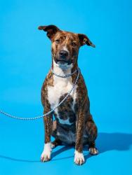 Shelter Stray Female Dog last seen WINN DIXIE ON MAIN ST, 2020 Forest St, Jacksonville, FL 32204, USA