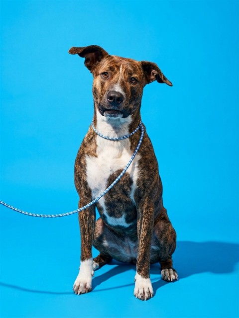 Shelter Stray Female Dog last seen WINN DIXIE ON MAIN ST, 2020 Forest St, Jacksonville, FL 32204, USA