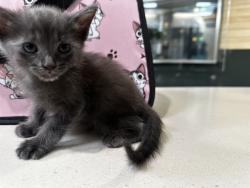 Shelter Stray Unknown Cat last seen , 3201 Lacy St, Los Angeles, CA 90031, USA