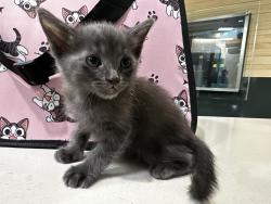 Shelter Stray Unknown Cat last seen , 3201 Lacy St, Los Angeles, CA 90031, USA
