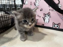 Shelter Stray Unknown Cat last seen , 3201 Lacy St, Los Angeles, CA 90031, USA
