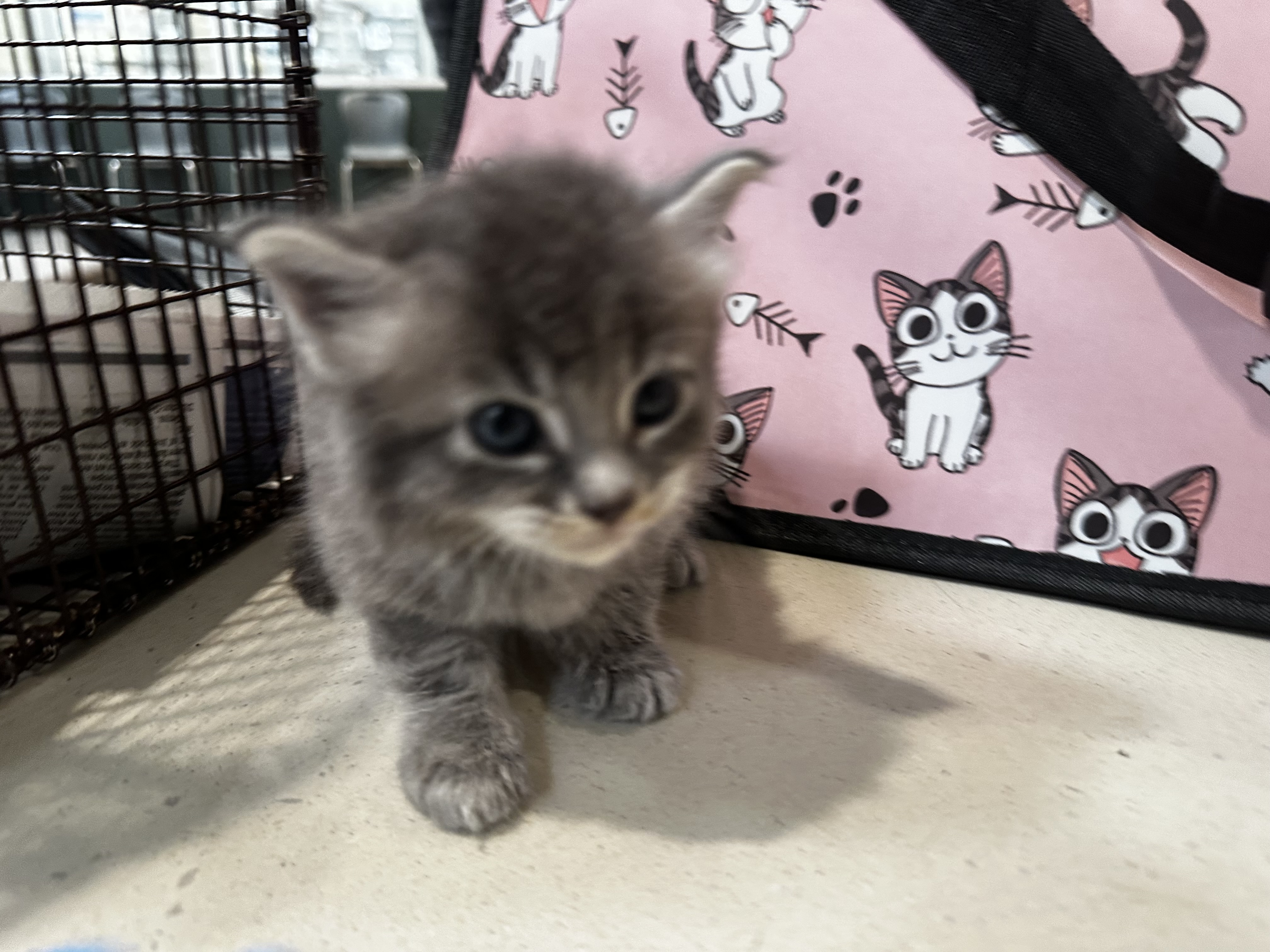 Shelter Stray Unknown Cat last seen , 3201 Lacy St, Los Angeles, CA 90031, USA