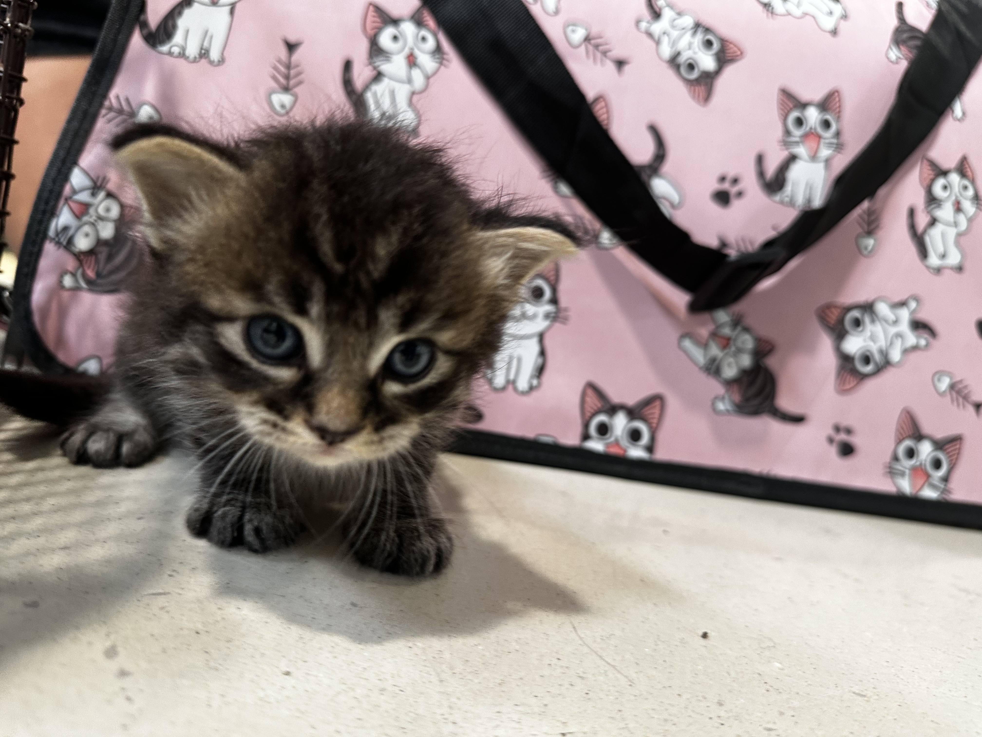 Shelter Stray Unknown Cat last seen , 3201 Lacy St, Los Angeles, CA 90031, USA
