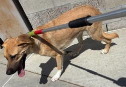 Shelter Stray Male Dog last seen , 4275 Elton St, Baldwin Park, CA 91706, USA