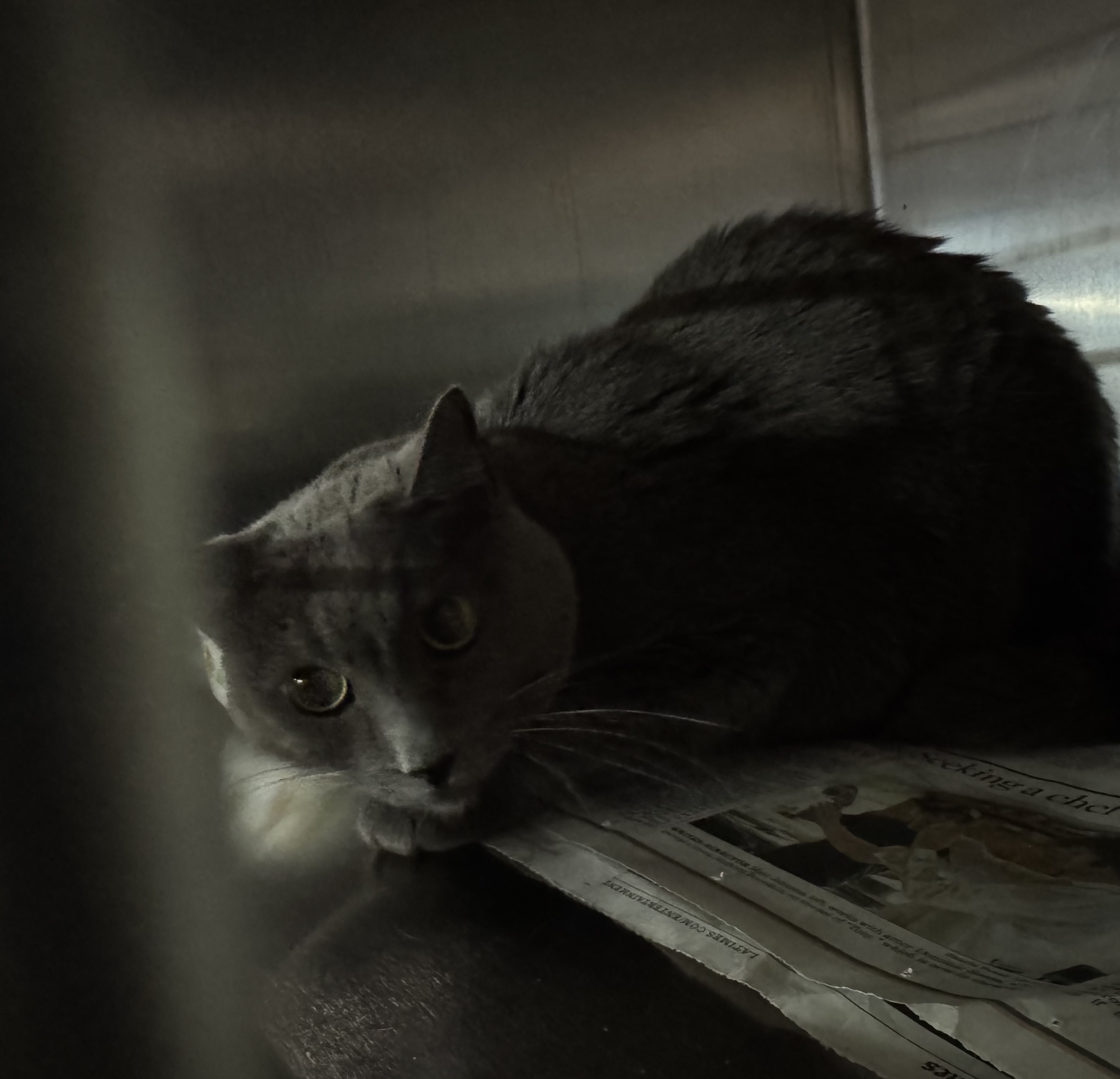 Shelter Stray Female Cat last seen , 11361 W Pico Blvd, Los Angeles, CA 90064, USA