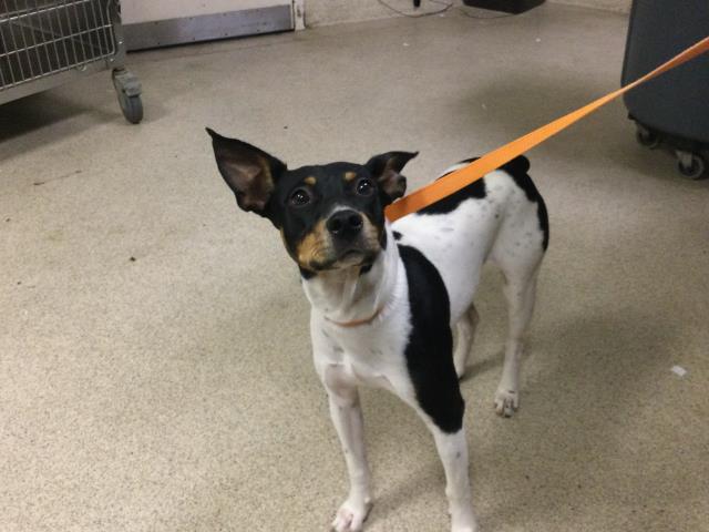 Shelter Stray Male Dog last seen Near BLOCK CLIFTON BLVD, RIVERSIDE CA 92504, 6851 Van Buren Boulevard, Jurupa Valley, CA 92509, USA