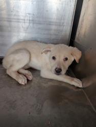 Shelter Stray Male Dog last seen 187TH AVE AND PINNACLE PEAK RD, 1920 S Lewis, Mesa, AZ 85210, USA