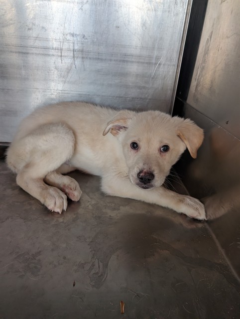 Shelter Stray Male Dog last seen 187TH AVE AND PINNACLE PEAK RD, 1920 S Lewis, Mesa, AZ 85210, USA